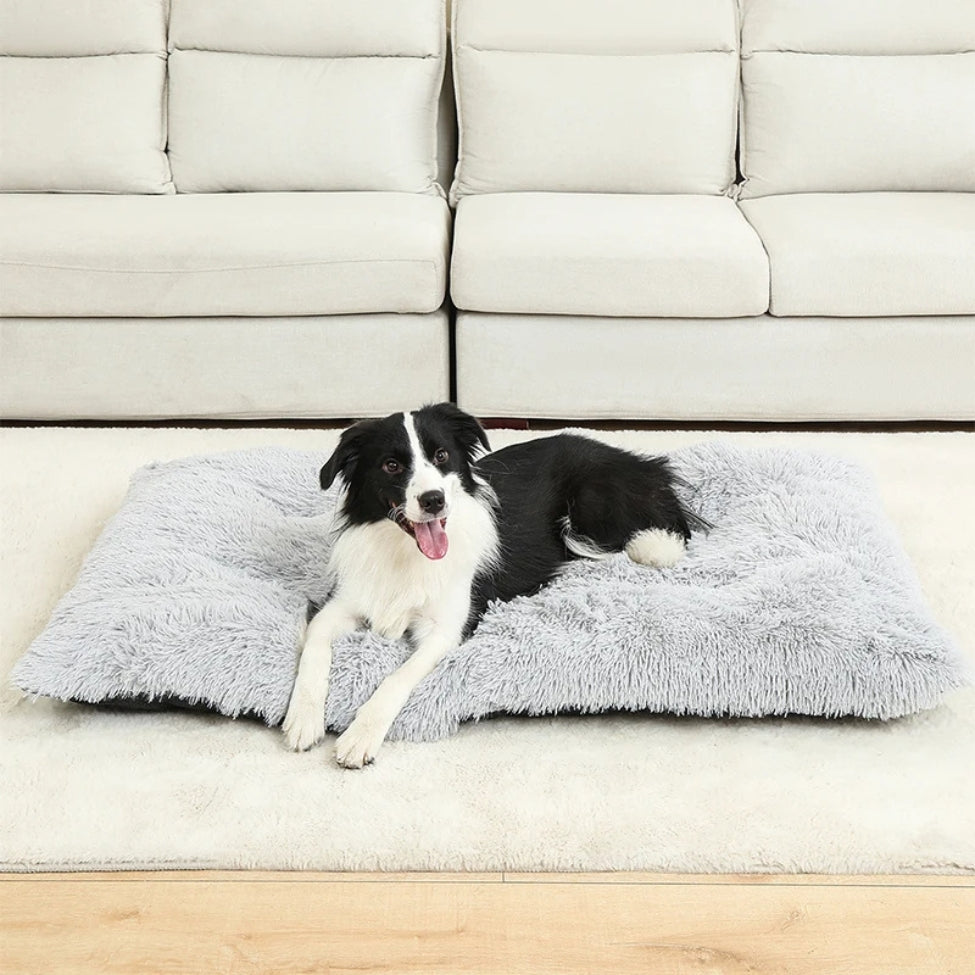 Border Collie confortablement installé sur un coussin pour chien douillet et moelleux