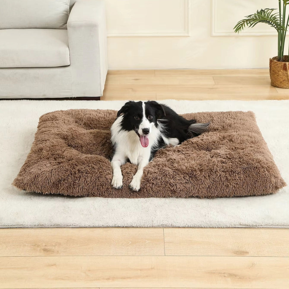 Border Collie détendu allongé sur un coussin pour chien marron confortable et moelleux