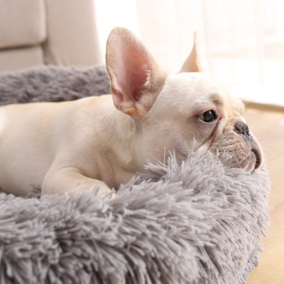 Bouledogue blotti dans un coussin chien moelleux et apaisant