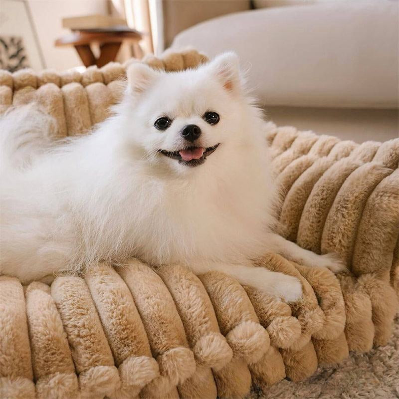 Poméranien allongé paisiblement sur un canapé chien apaisant