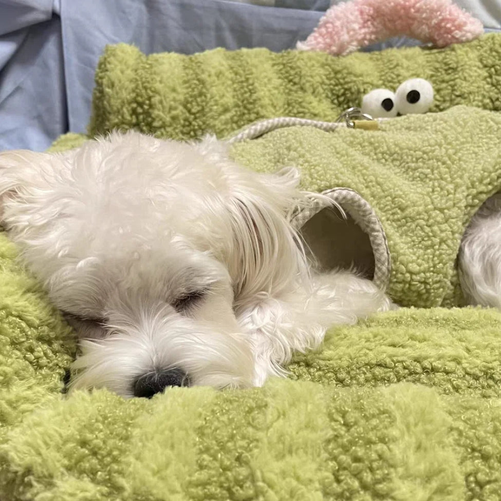Bichon confortablement blotti dans un cocon de douceur sur un canapé chien Bombay