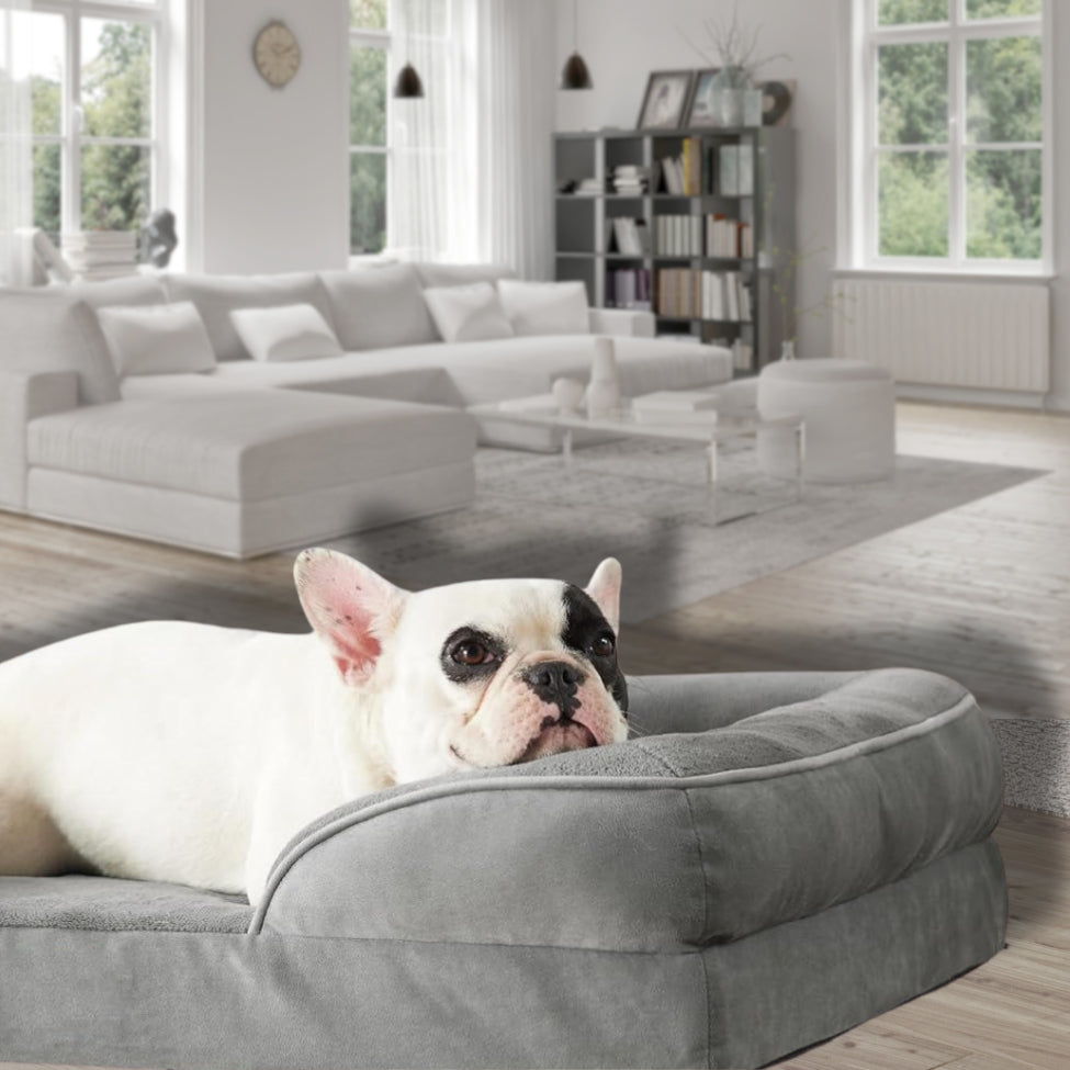 Bouledogue installé sur un canapé chien Oya apportant un soutien thérapeutique