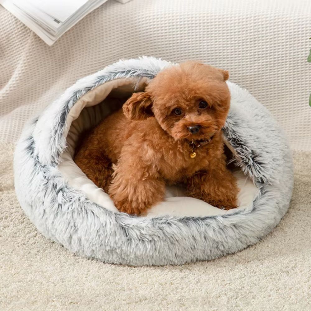 Caniche abricot se réveille dans un panier pour chien apaisant