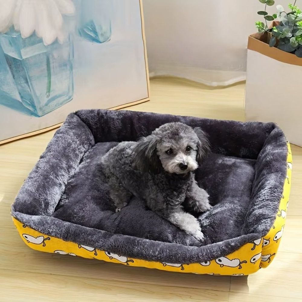 Caniche regard vers le haut, rassuré dans un panier à chien douillet