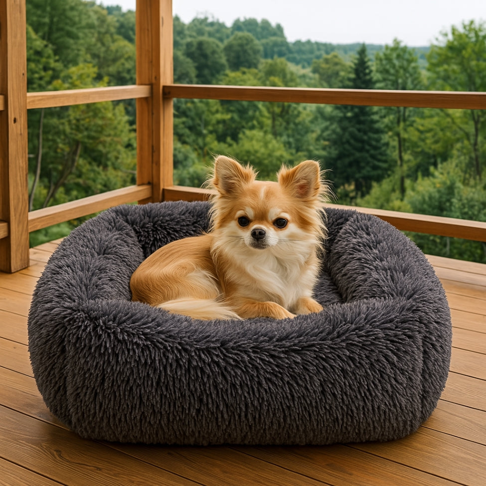 chihuahua-installe-dans-son-coussin-chien-sur-veranda