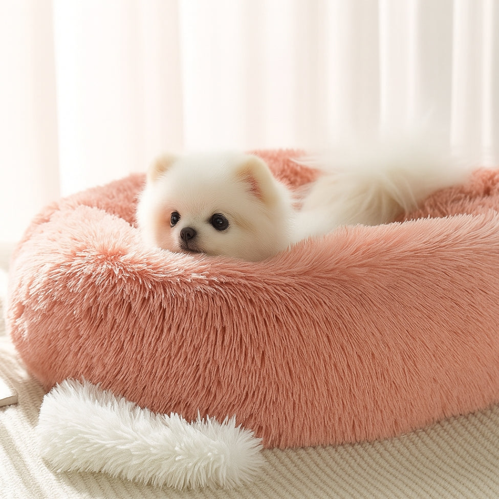 Petit chiot blanc blotti dans un coussin chien apaisant