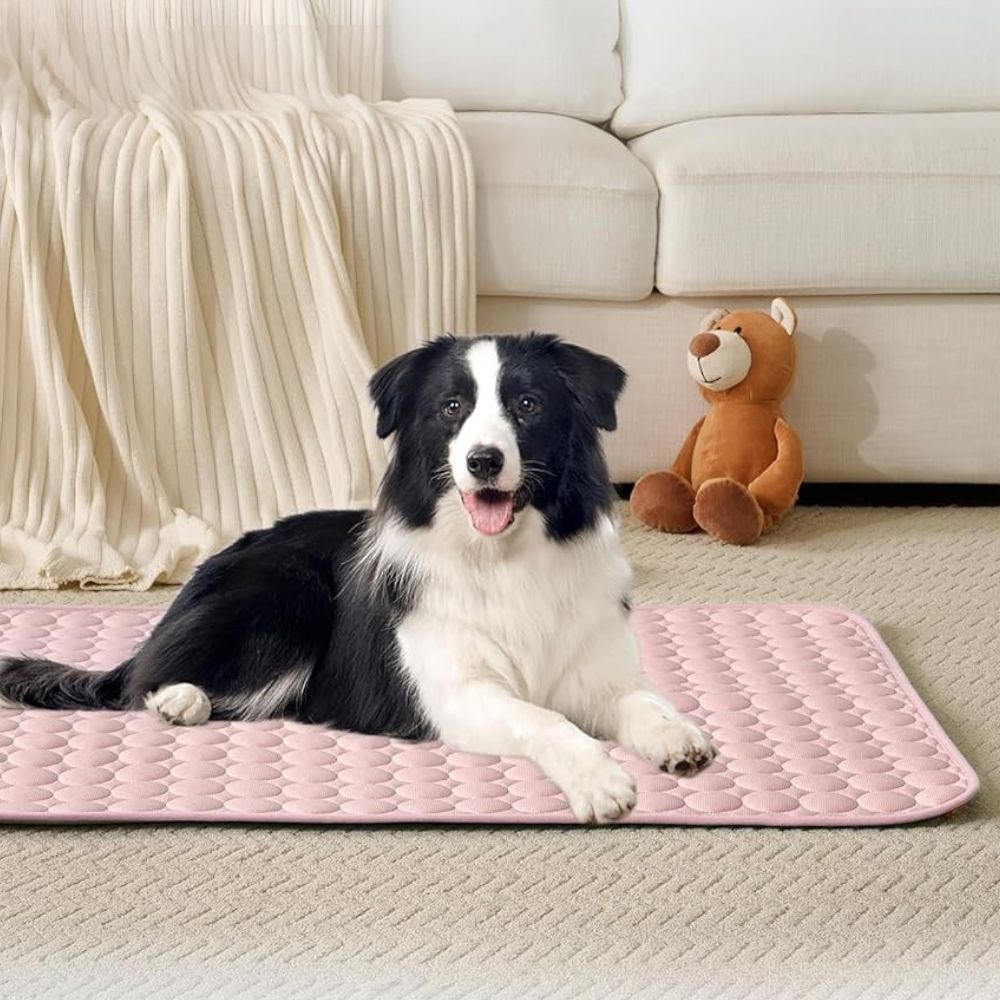 Collie reposant sur un tapis rafraichissant pour chien anti-chaleur