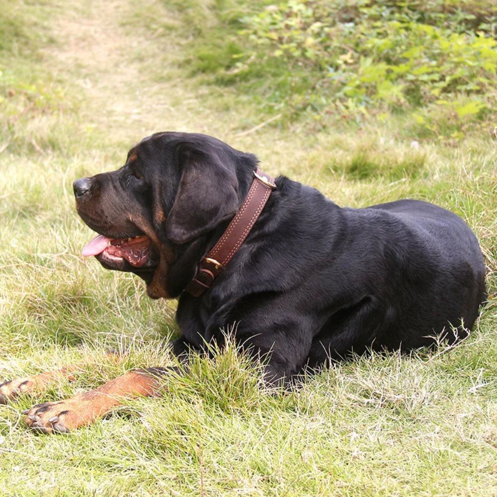 Collier en cuir pour chien porté par un rottweiler