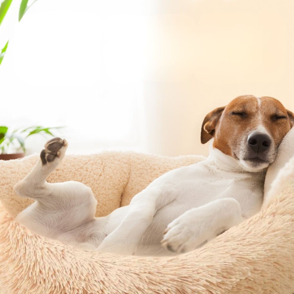 Jack Russel endormi dans un coussin chien profitant du confort
