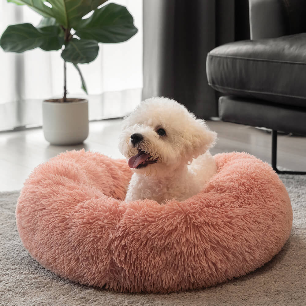 Un petit bichon assis sur son coussin chien rose, yeux remplis de bonheur