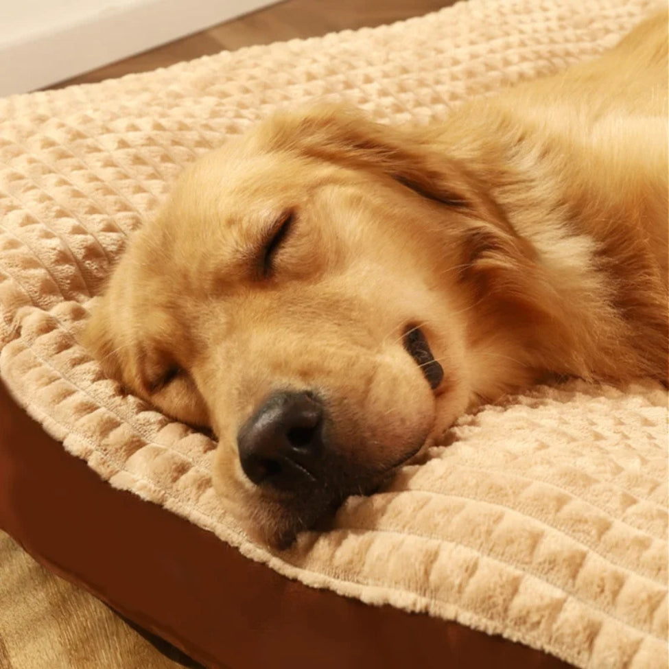 Golden dort paisiblement, tĂȘte posĂ©e sur un coussin chien XXL apaisant et relaxant