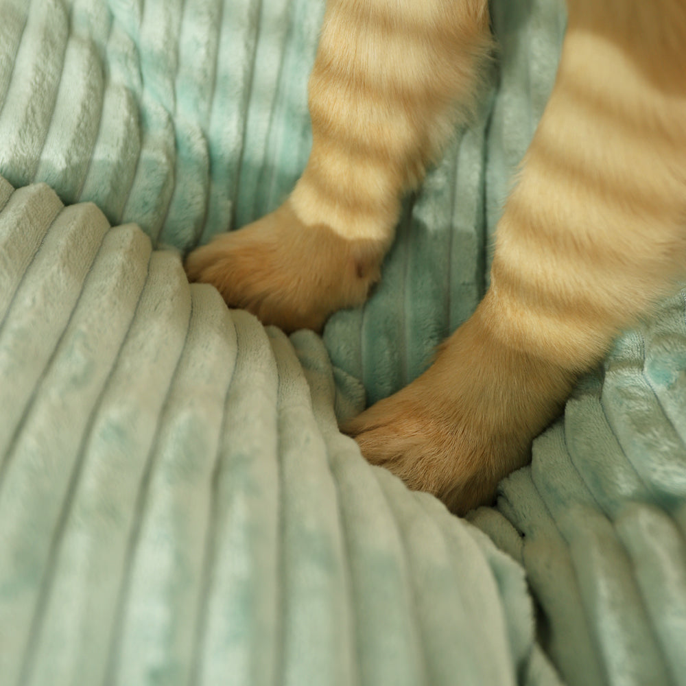 Deux pattes de chien posées sur un coussin pour chien douillet, texture moelleuse et rassurante