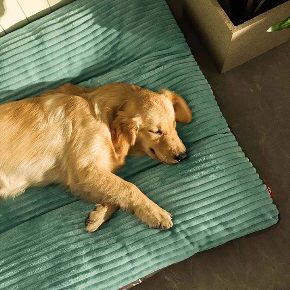 Golden paisible profitant du repos sur un coussin pour chien doux et confortable
