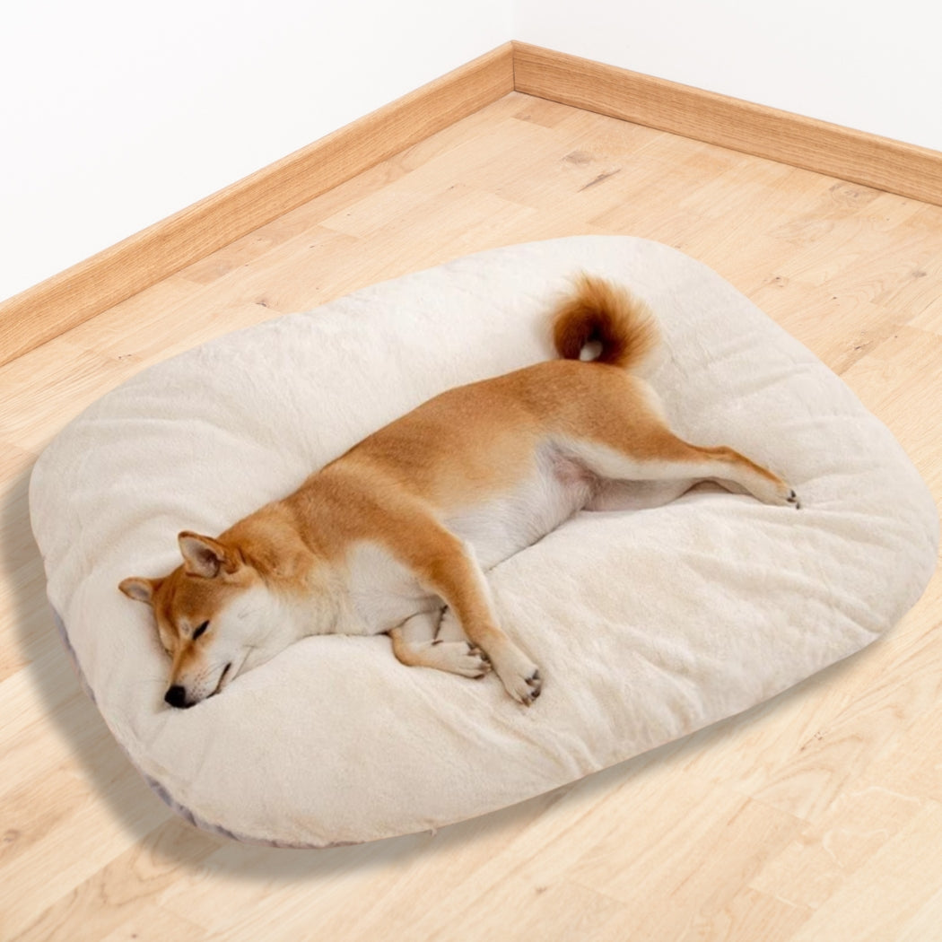 Shiba apaisé profitant de la douceur de ses coussins pour chien, cocon rassurant pour la nuit