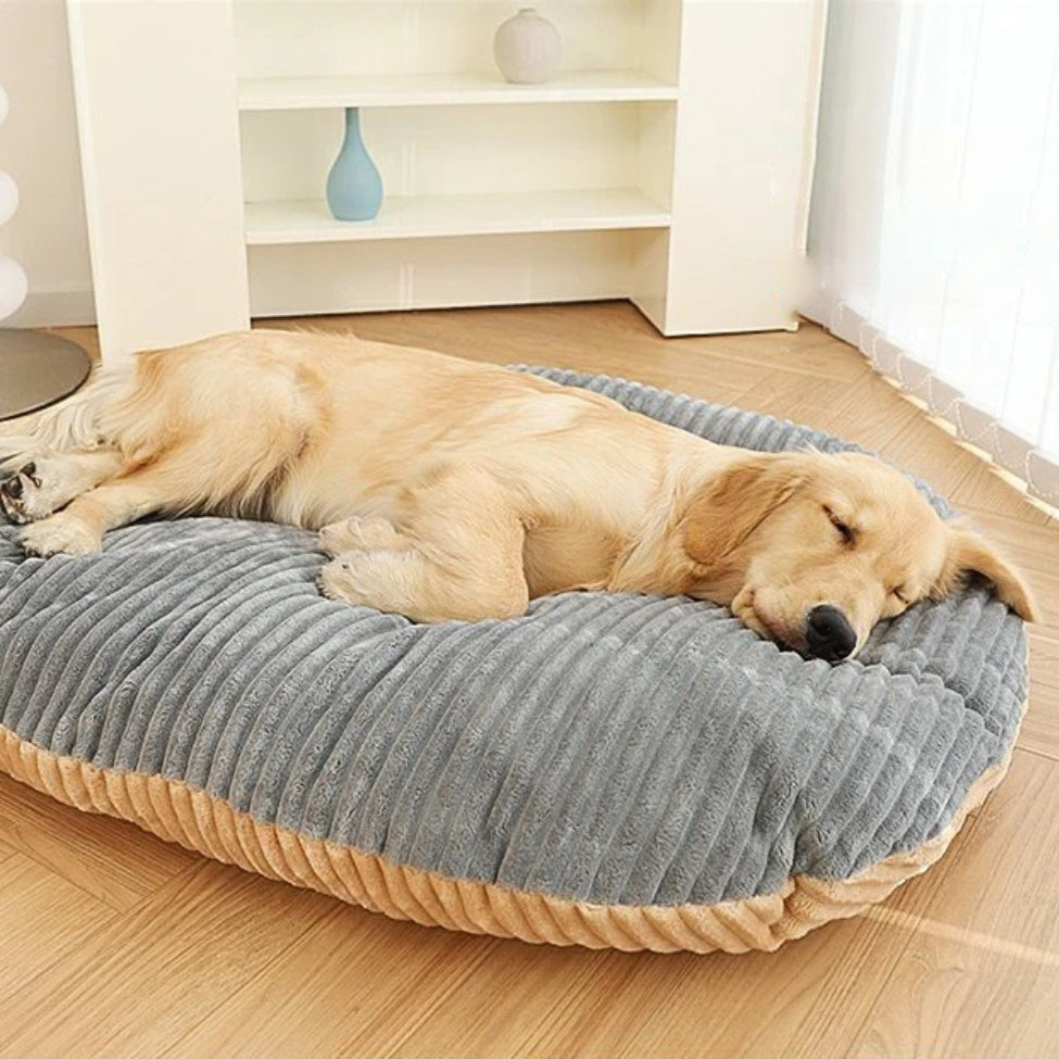 Golden allongé, détente et sommeil profond sur un coussin chien déhoussable, confortable et résistant