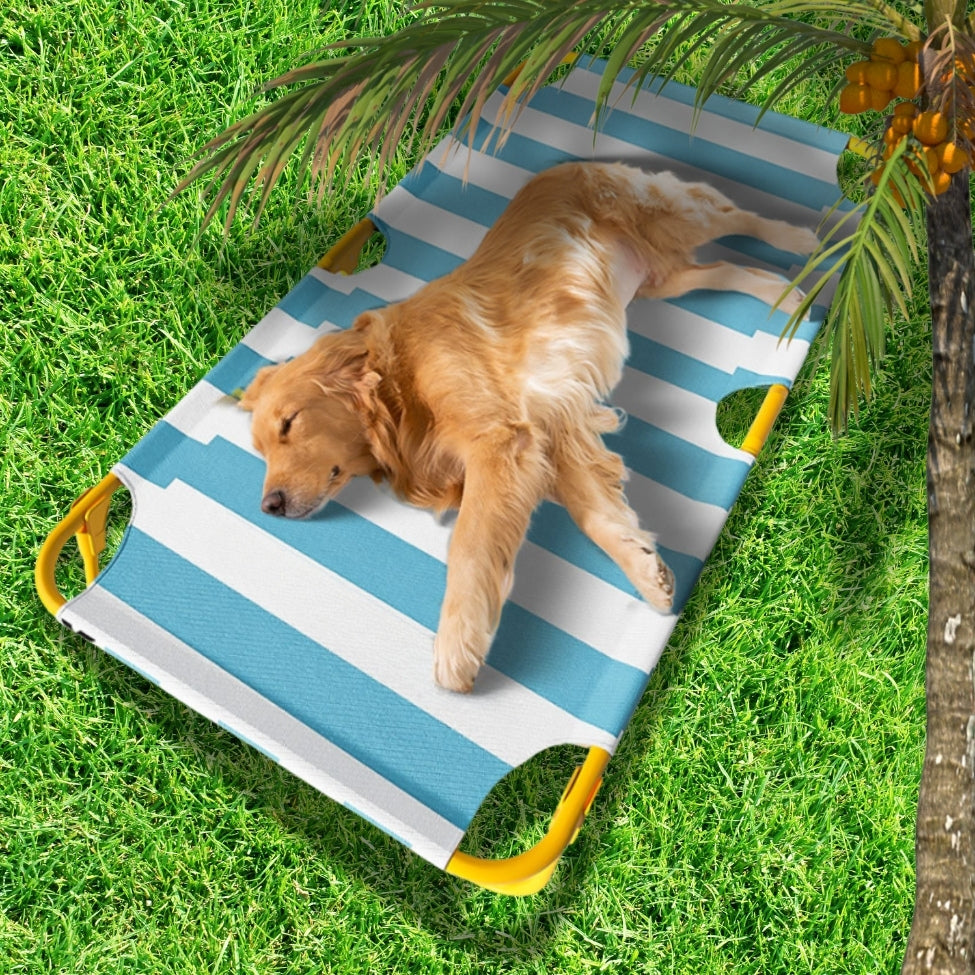 golden dort paisiblement sur lit de camp pour chien, sous un palmier