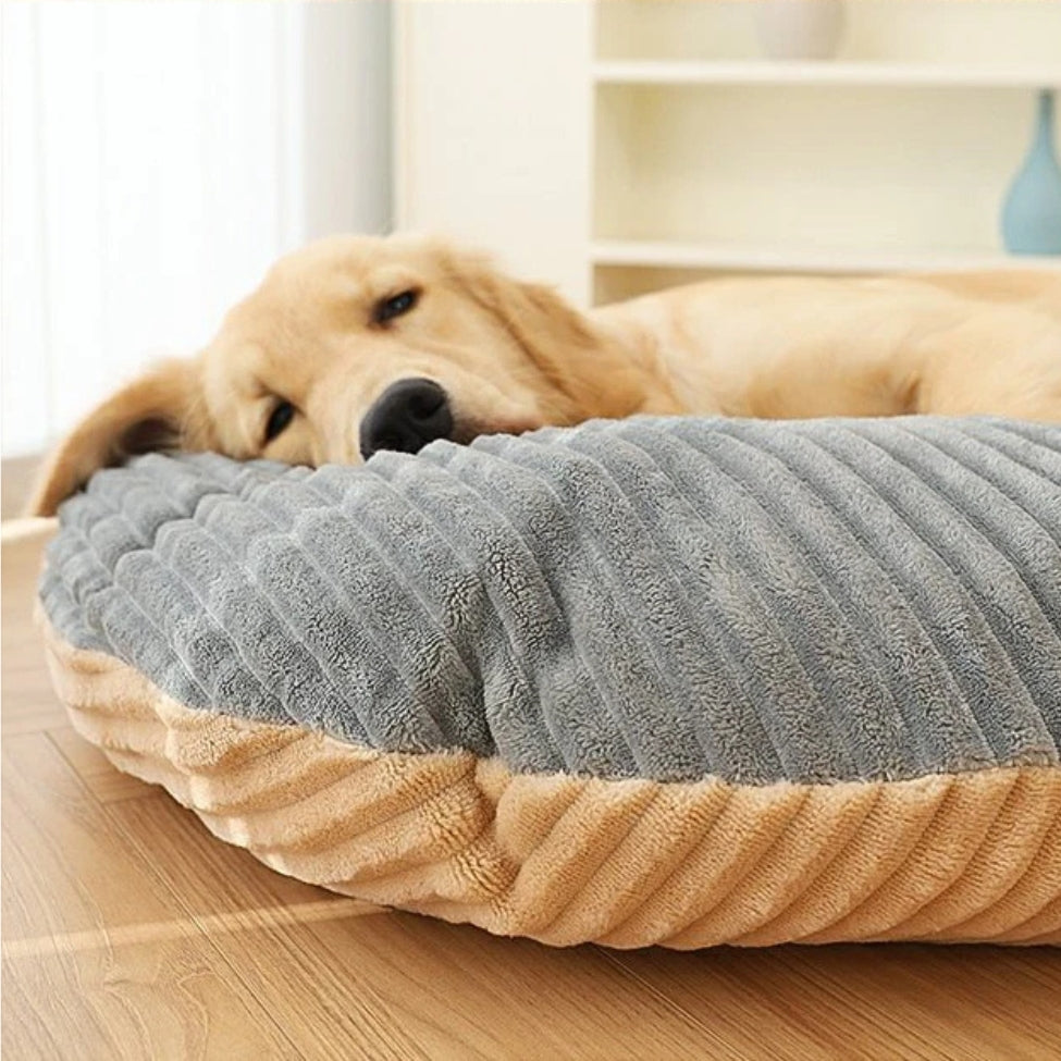 Golden tĂȘte posĂ©e sur un coussin chien dĂ©houssable, instant de sĂ©rĂ©nitĂ© et repos profond
