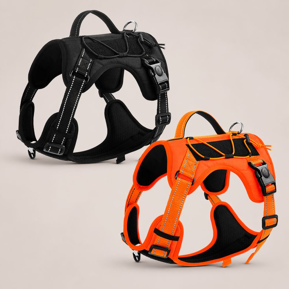 harnais pour chien randonnée disponible en noir et orange avec design robuste et confortable