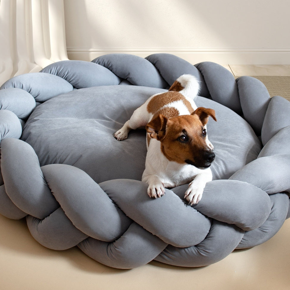 Jack Russell installé sur des coussins pour chien gris au style moderne et chic