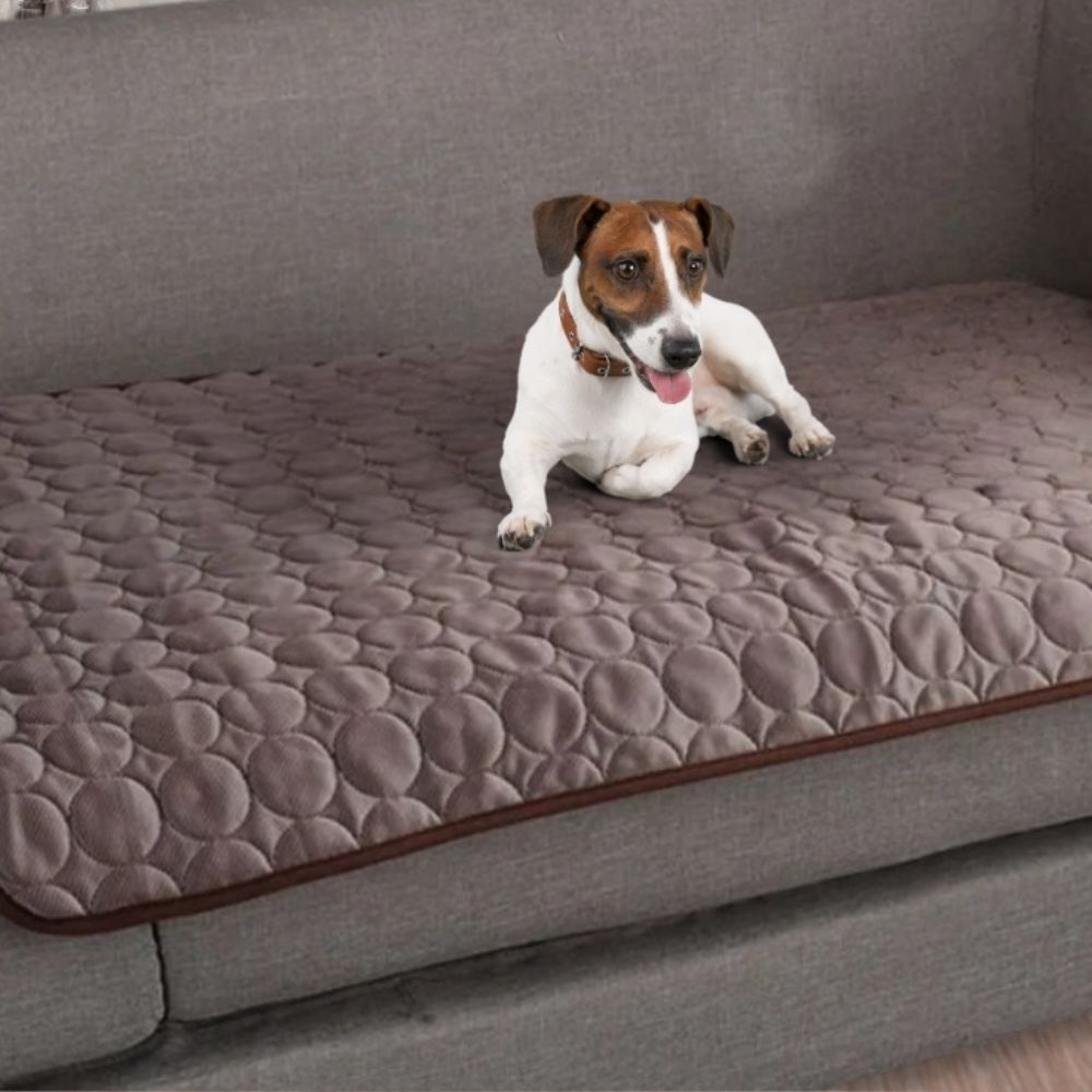 Jack Russell installé confortablement sur un canapé avec tapis rafraichissant pour chien