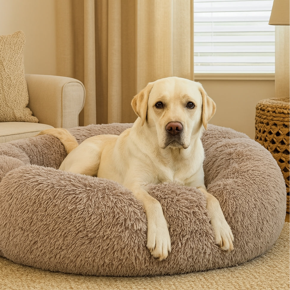 Labrador installé dans un grand coussin chien moelleux pour son repos