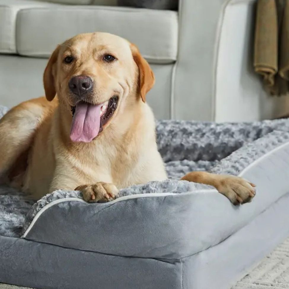 Le labrador se repose dans un lit pour chien orthopédique en posant ses pattes sur l'angle