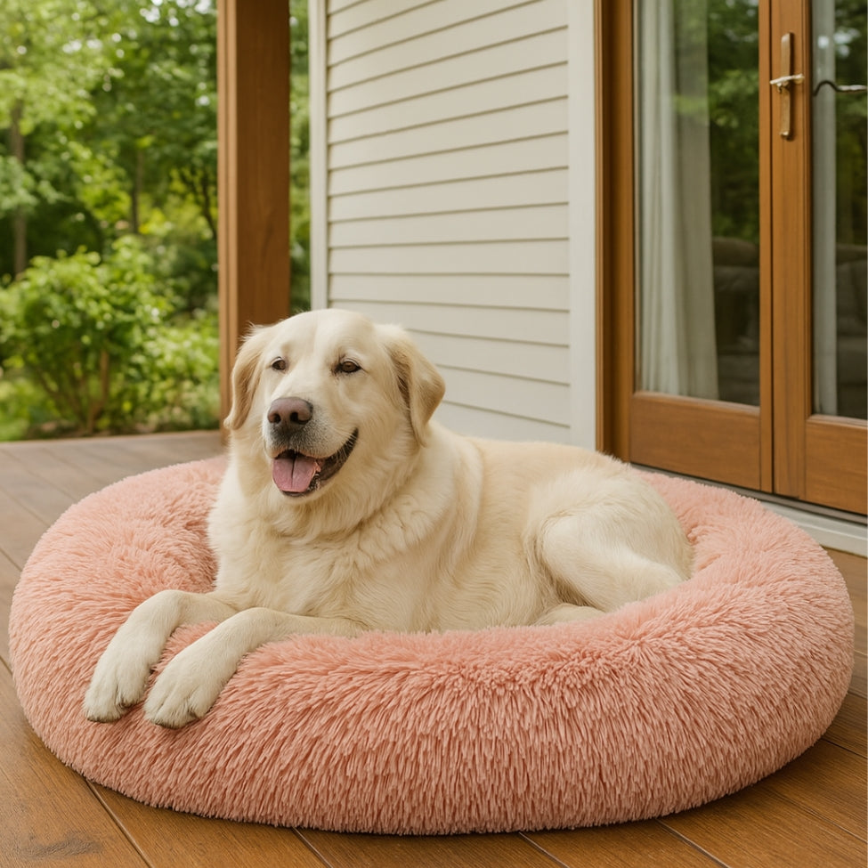 Labrador se repose dans son coussin chien sur la véranda