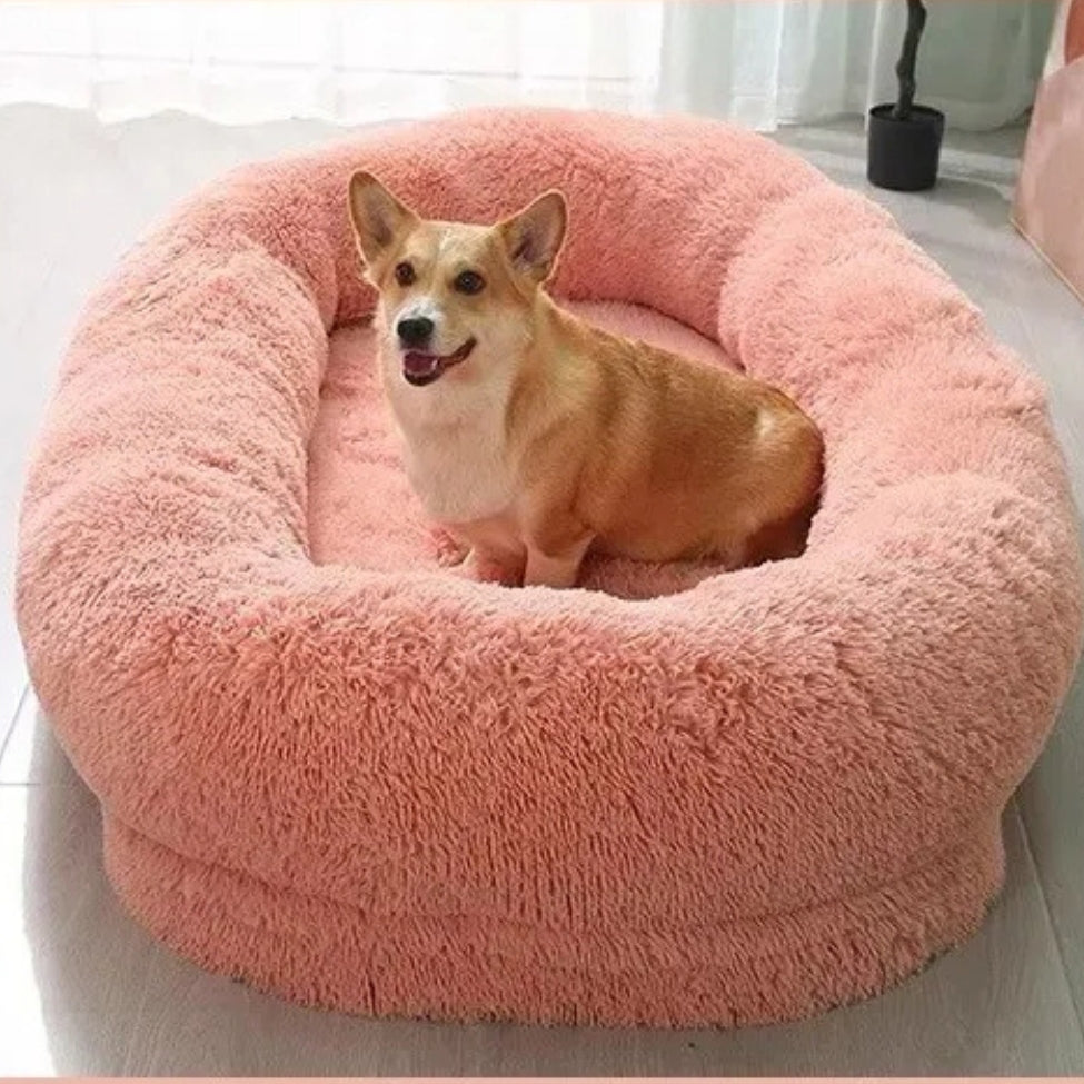 Corgi observe depuis un lit chien à bord surélevé, soutien cervical