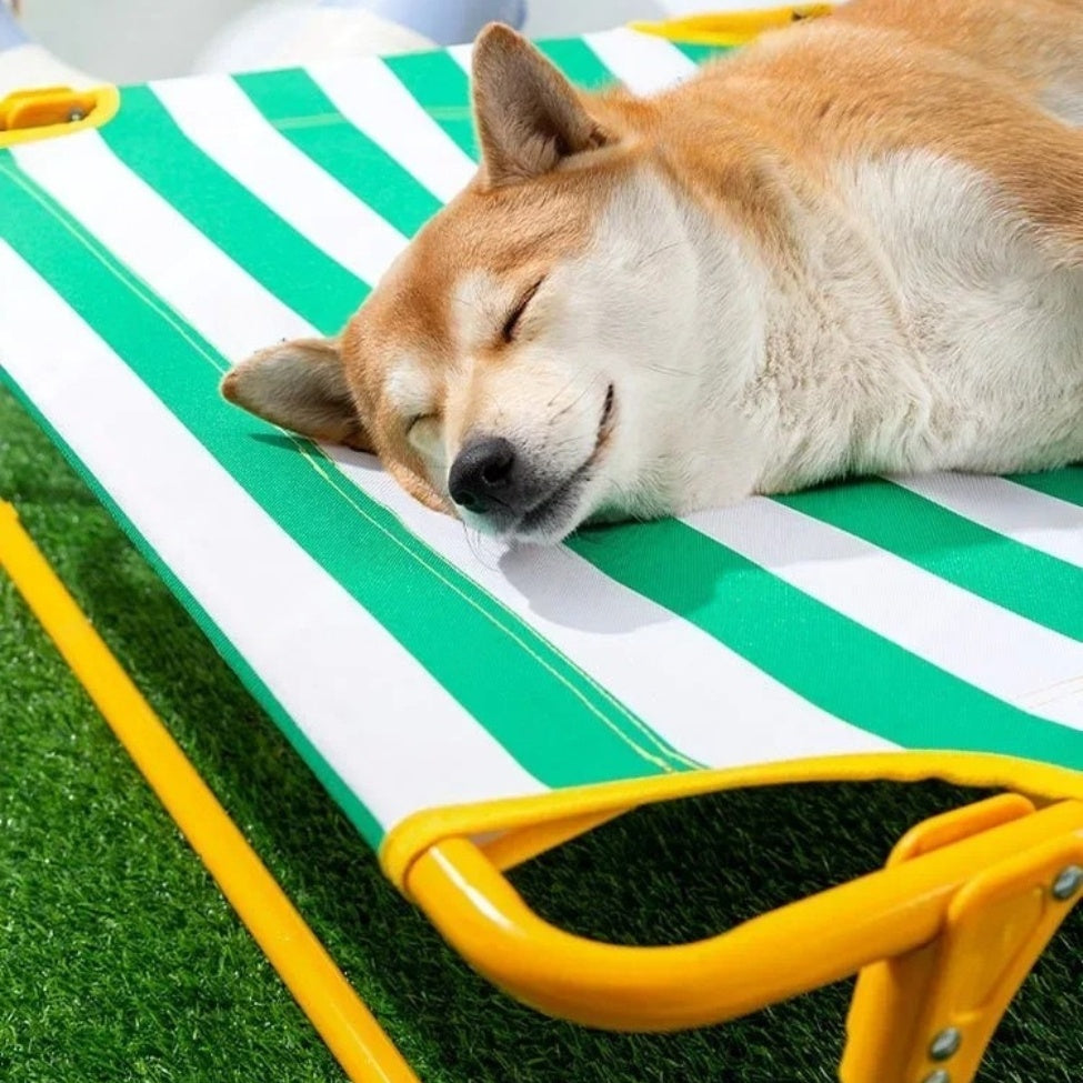 TĂȘte de Shiba endormie sur lit de camp pour chien robuste