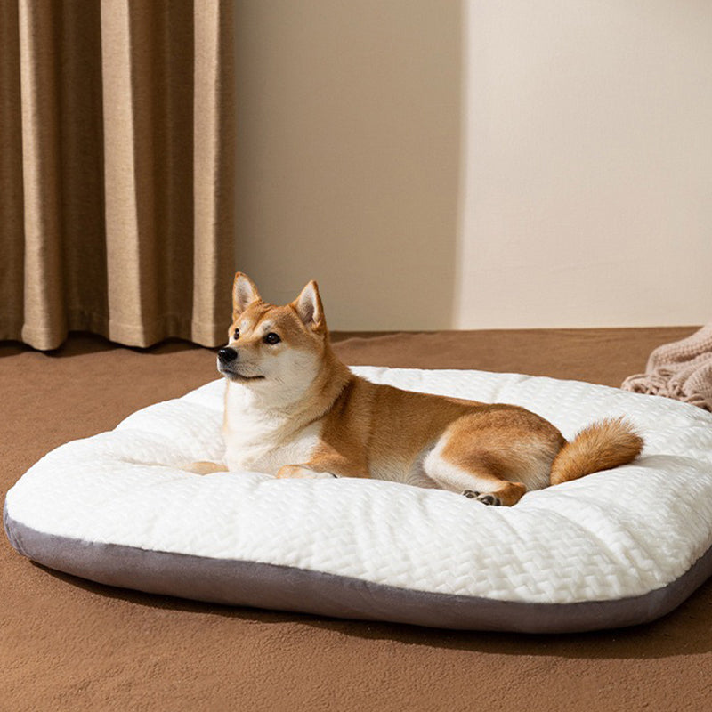 Shiba installé tranquillement sur ses coussins pour chien, détente parfaite aprÚs une journée active