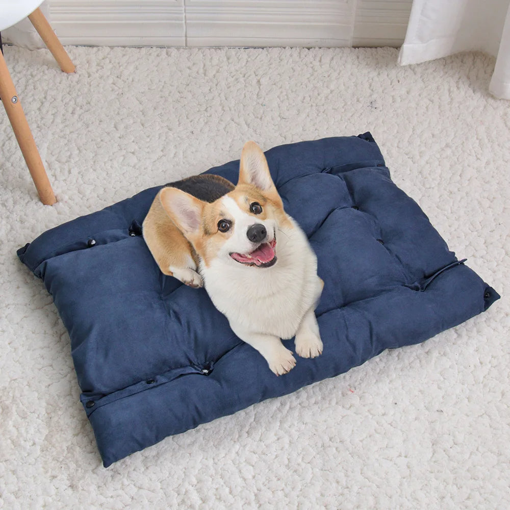 Corgi allongé dans un panier chien bleu, le regard tourné vers le haut