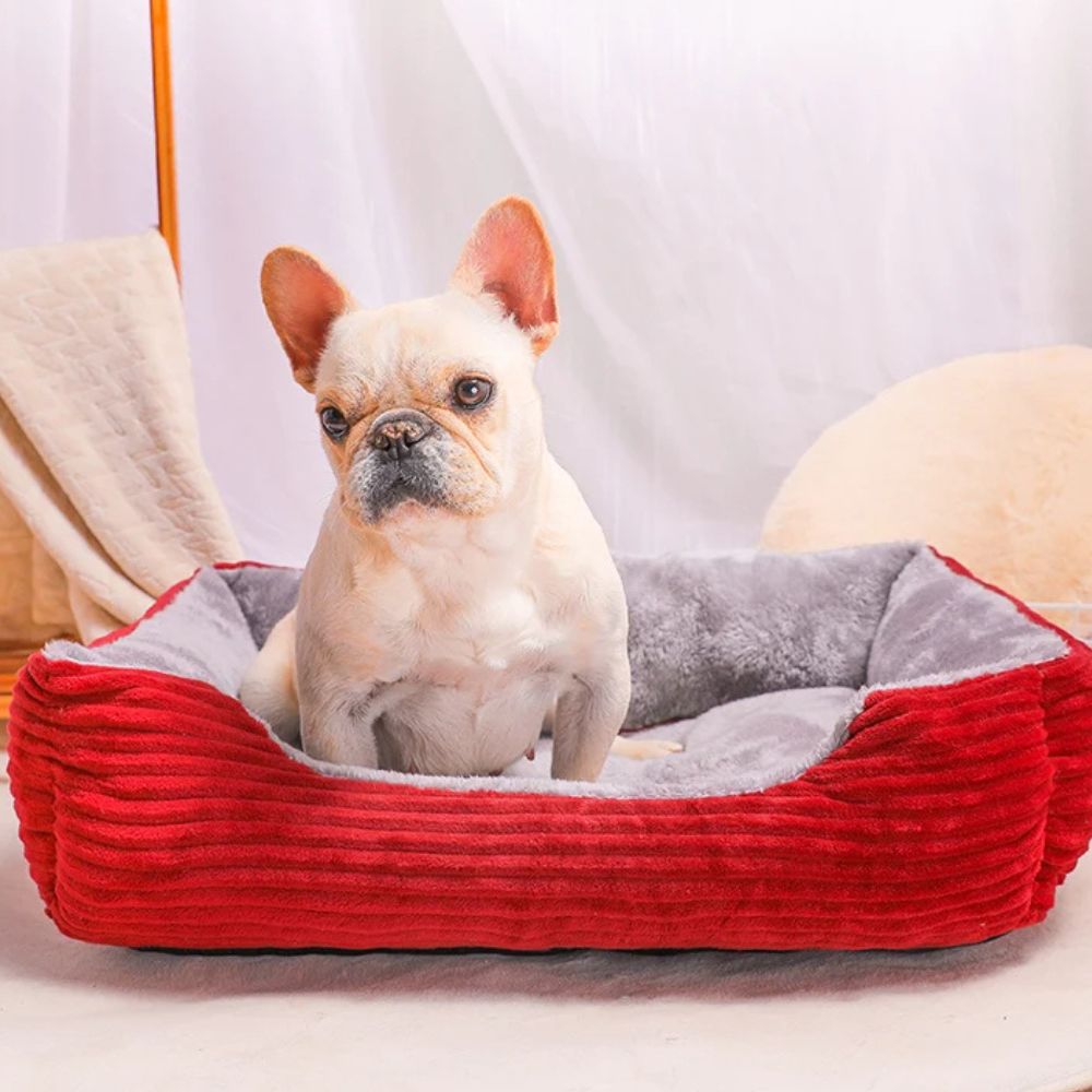 Bouledogue assis dans un panier chien rouge, confort assuré