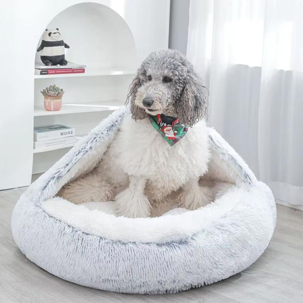 Caniche assis dans un panier pour chien façon grotte, refuge rassurant