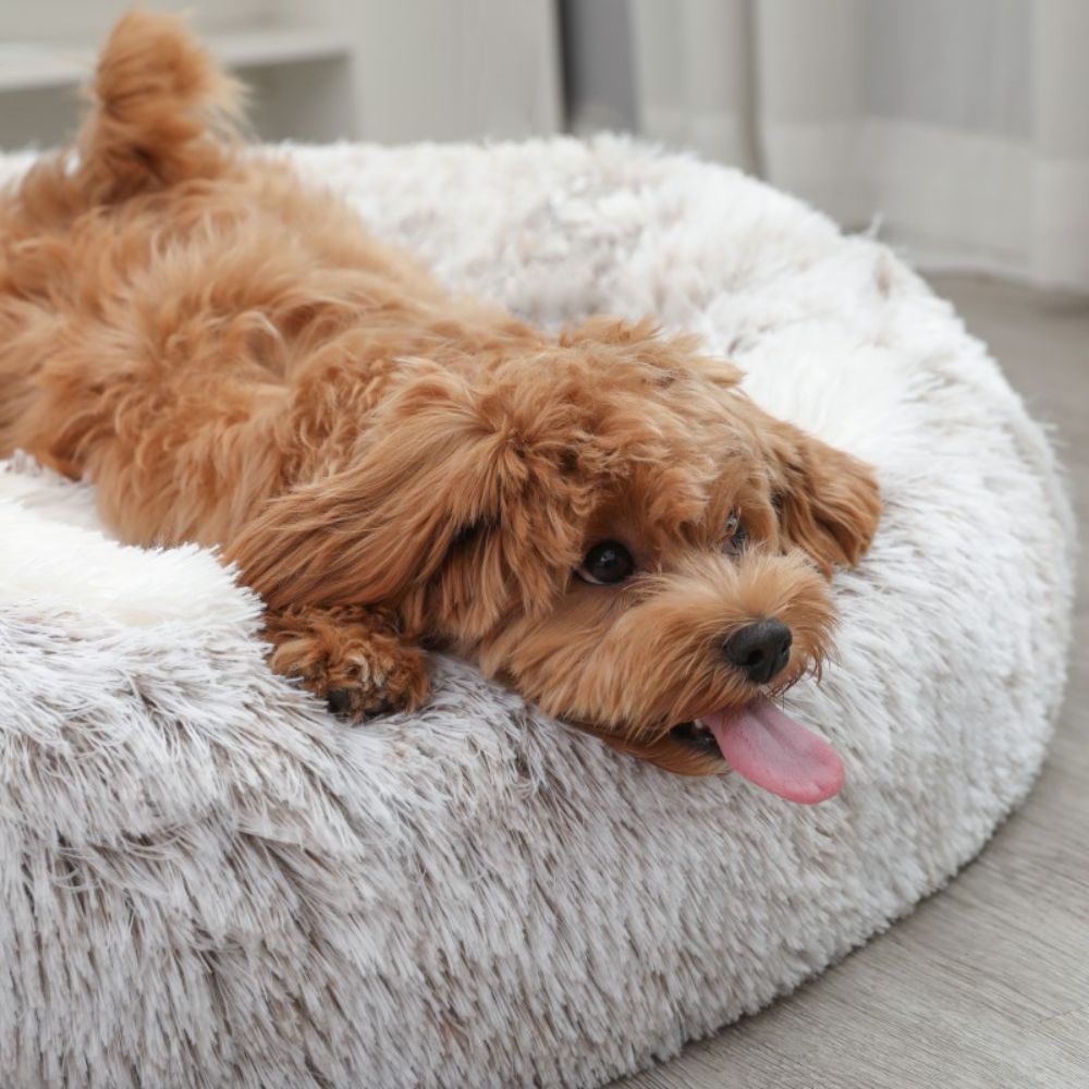 Toutou relax dans un panier pour chien convertible en lit, pratique