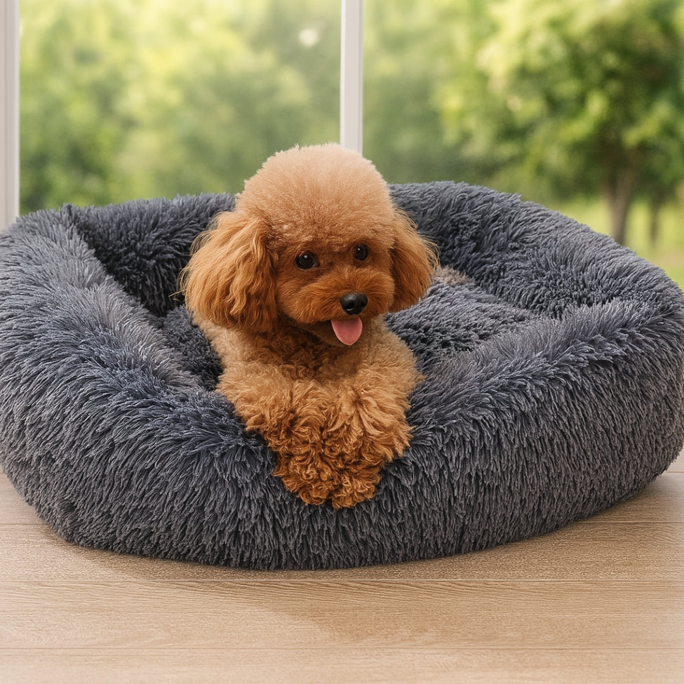 regard-apaise-caniche-dans-son-coussin-chien