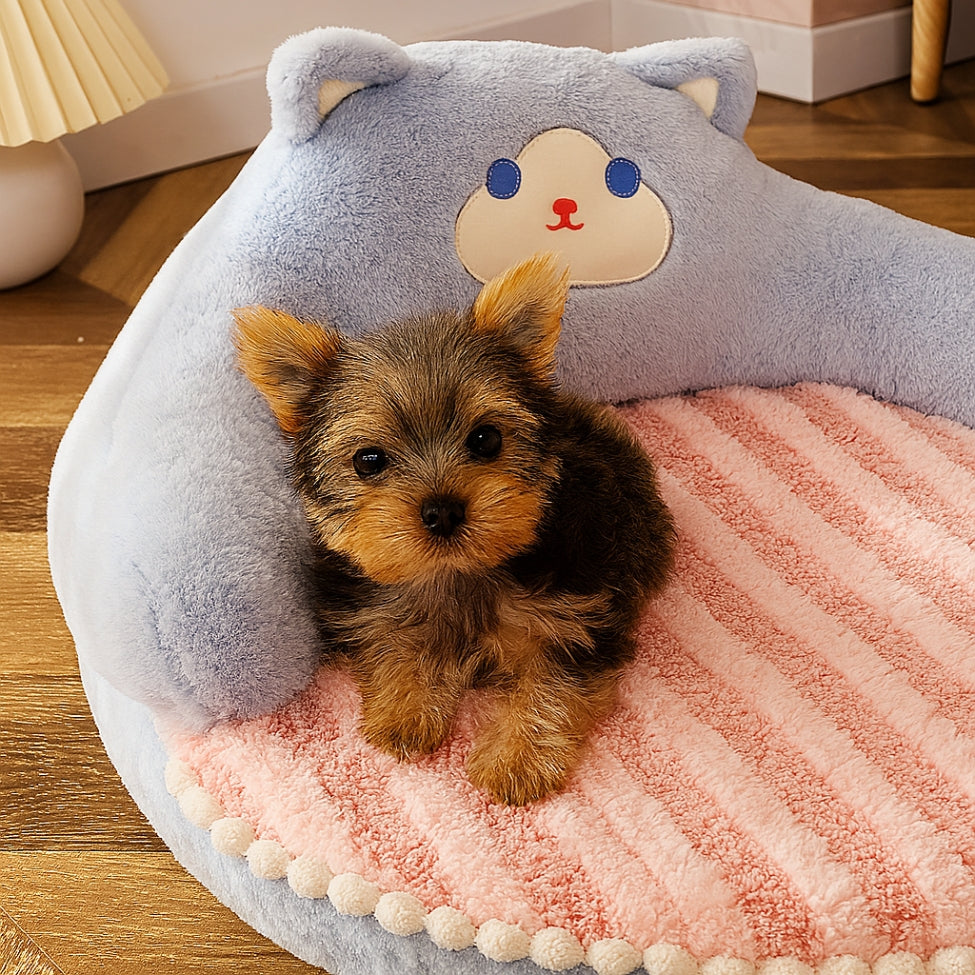 bébé yorkshire installé sur son matelas chien, regarde curieusement