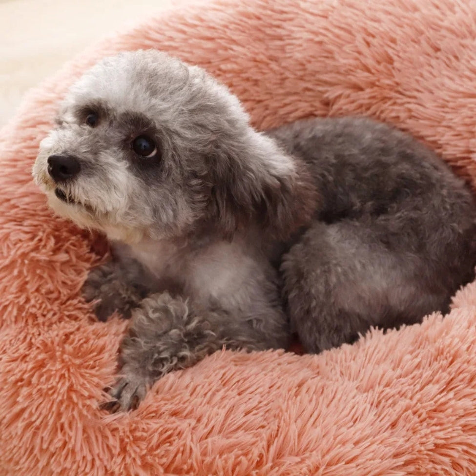 Caniche regarde curieusement depuis son coussin chien