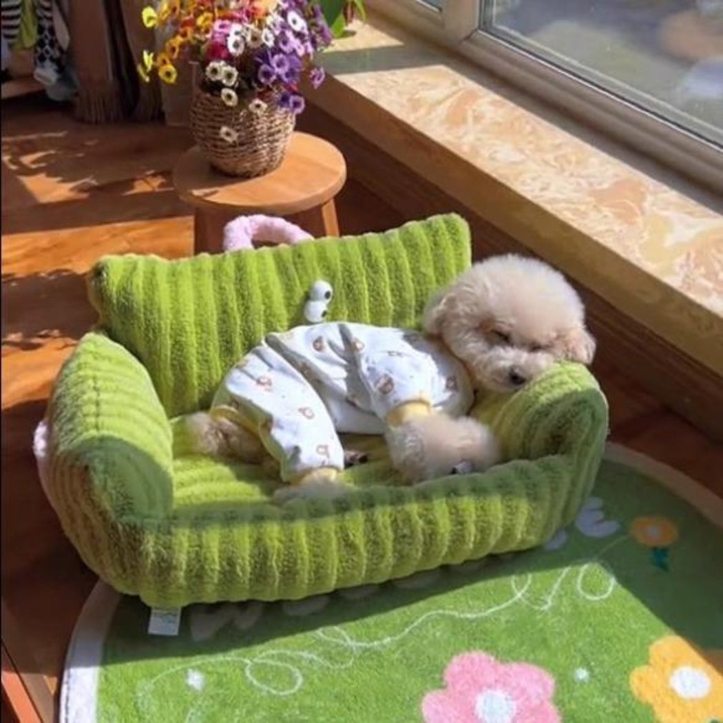 Toutou reposant dans un salon fleuri, installé sur un canapé chien apaisant