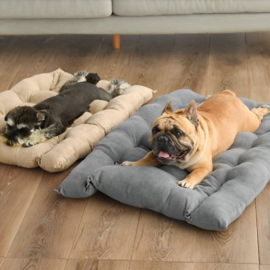Schnauzer et bouledogue relax près d’un panier chien posé sur tapis, ambiance cosy