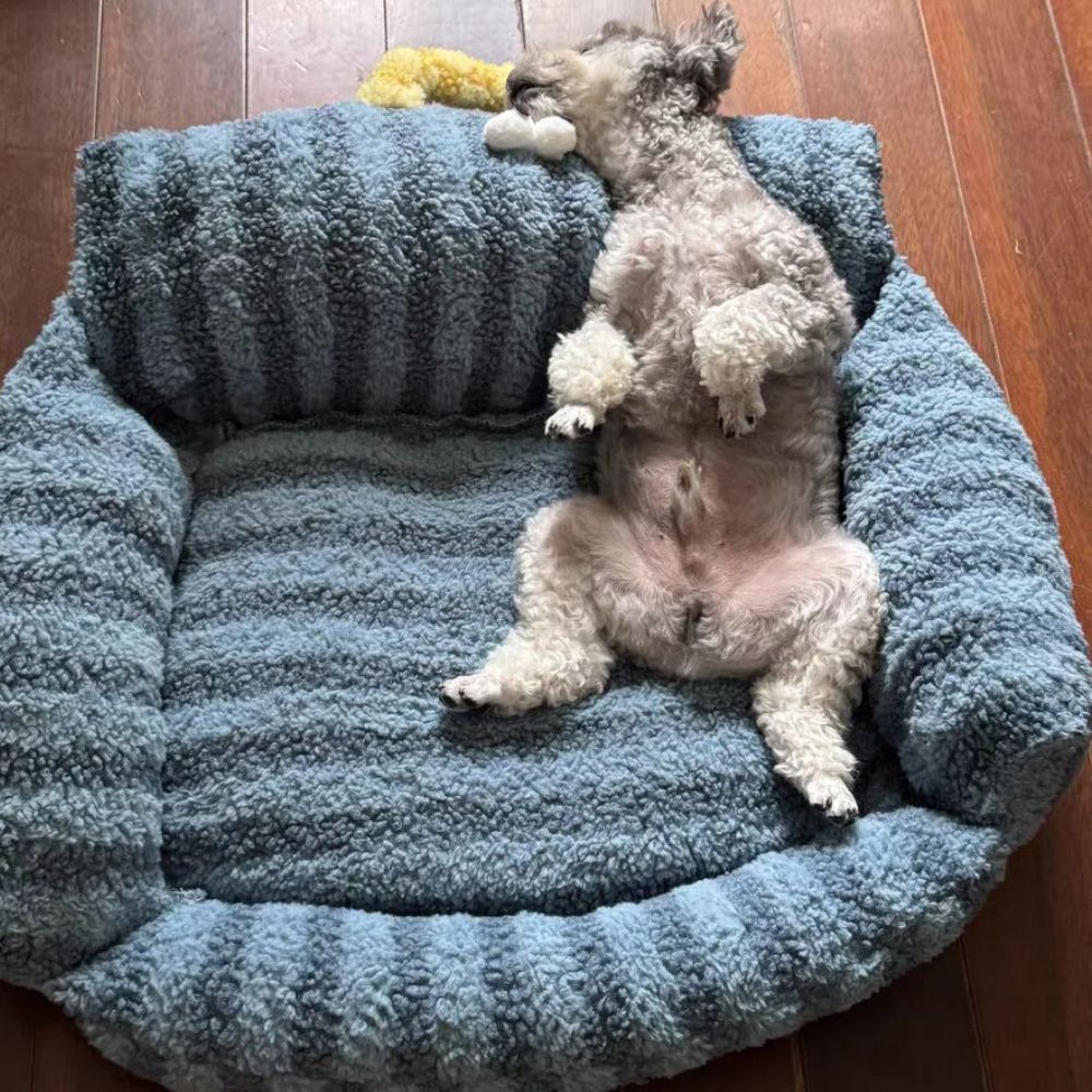 Schnauzer allongé sur le dos, détente totale sur un canapé chien confortable