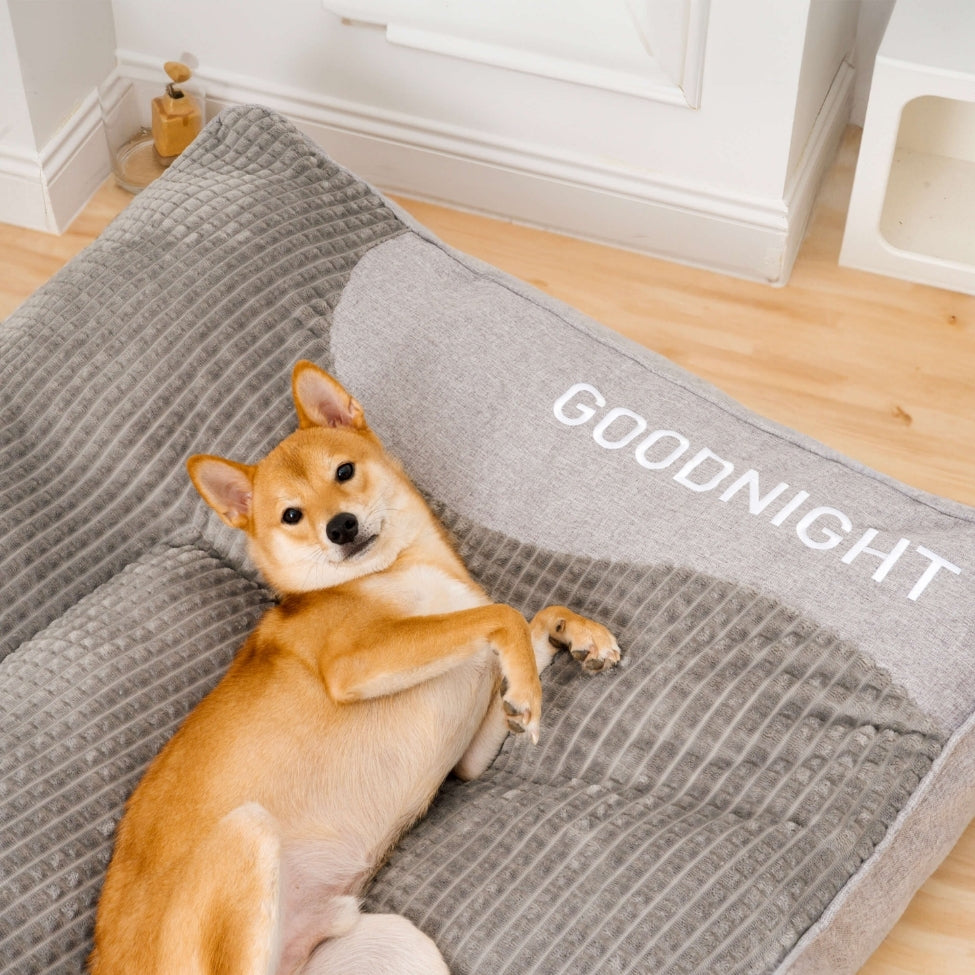 shiba couché sur son dos regarde en haut depuis son lit chien