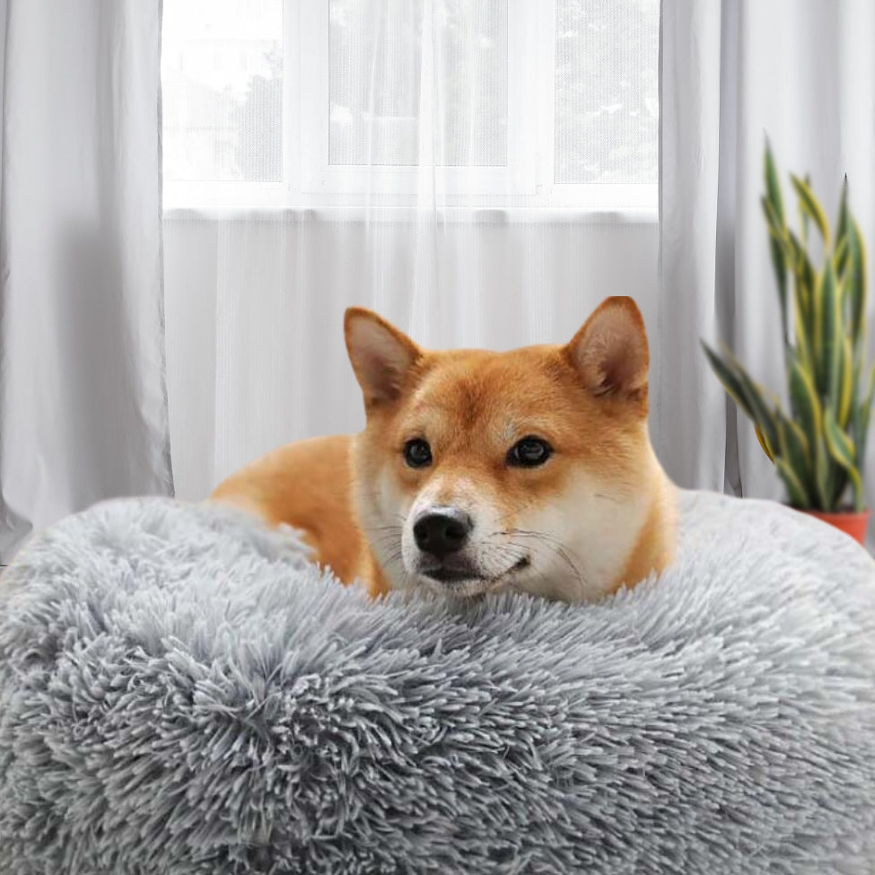 Shiba Inu observe son environnement depuis un coussin pour chien design