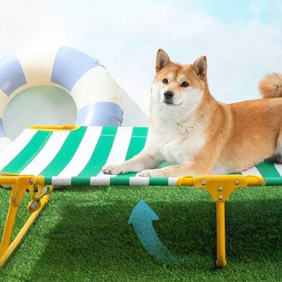 shiba inu allongé sur son lit de camp pour chien, regarde quelque chose