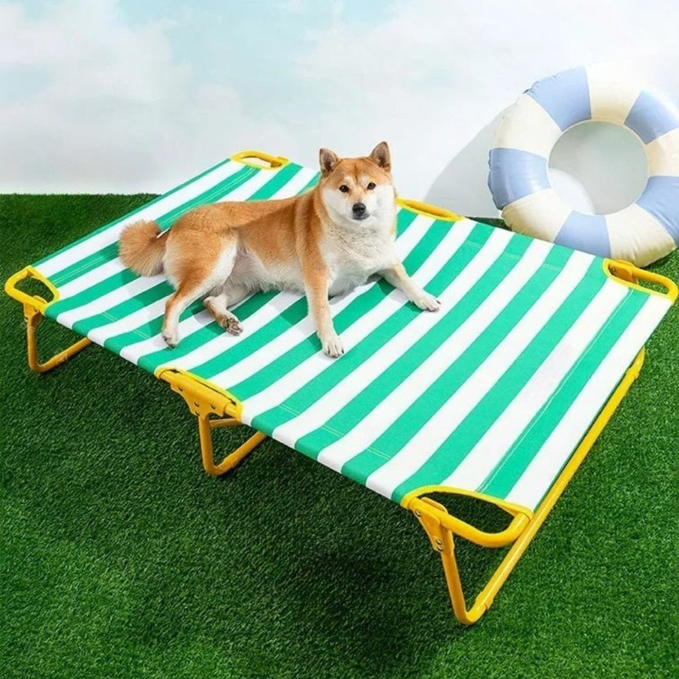 shiba profite pleinement du confort optimal du lit de camp pour chien