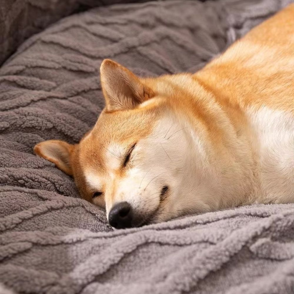 Shiba endormi sur un coussin déhoussable pour chien, sommeil réparateur et paisible