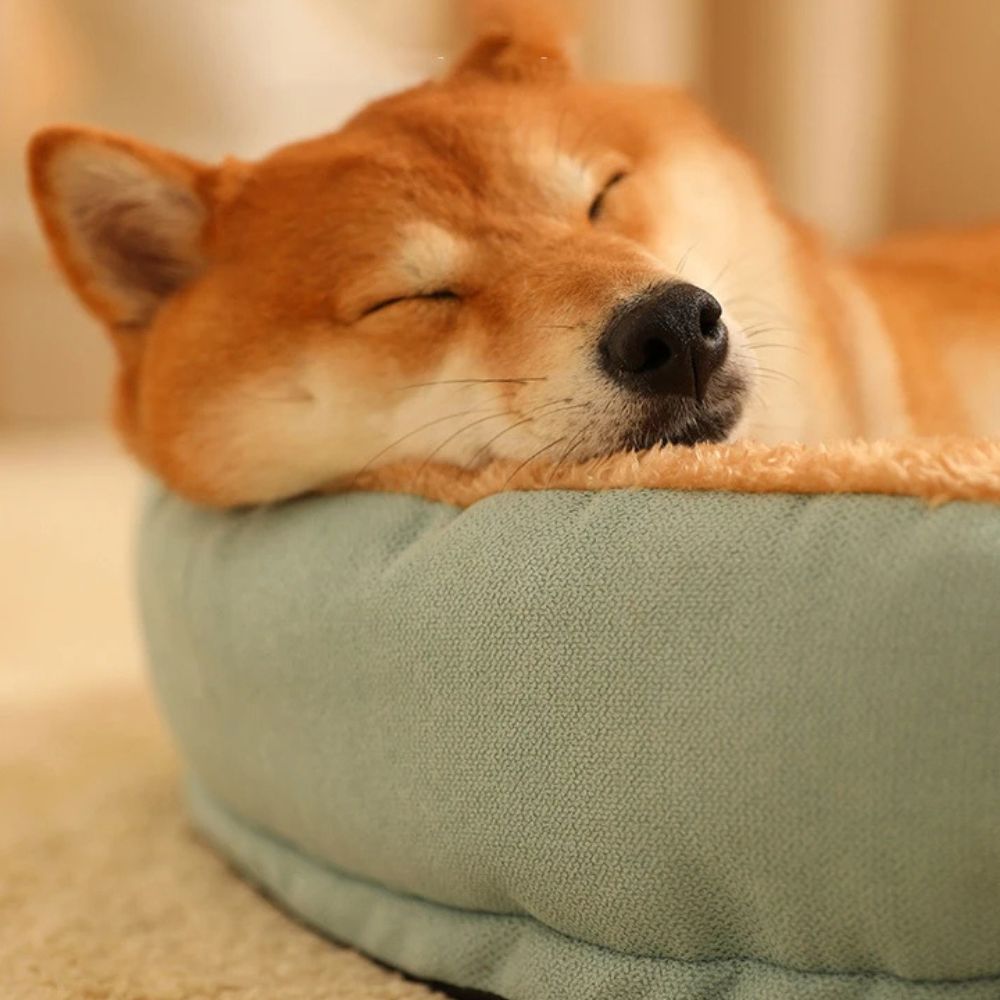 Shiba endormi, tĂȘte posĂ©e sur le bord dâun panier Ă chien vert