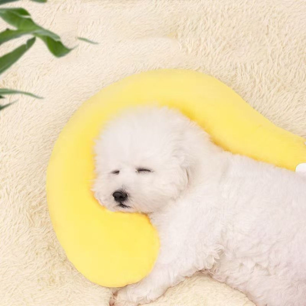 Bichon profitant dâun sommeil rĂ©parateur sur un coussin pour chien moelleux