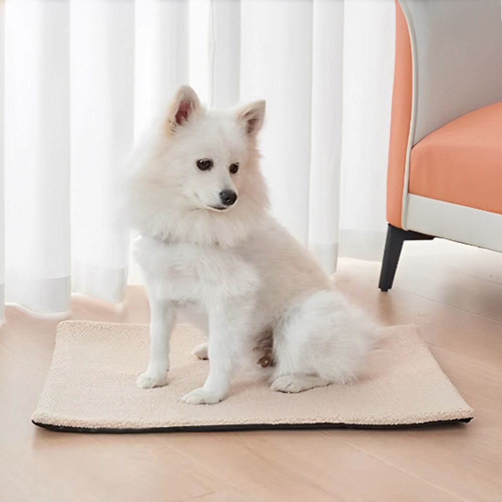 Spitz assis paisiblement sur un tapis pour chien doux