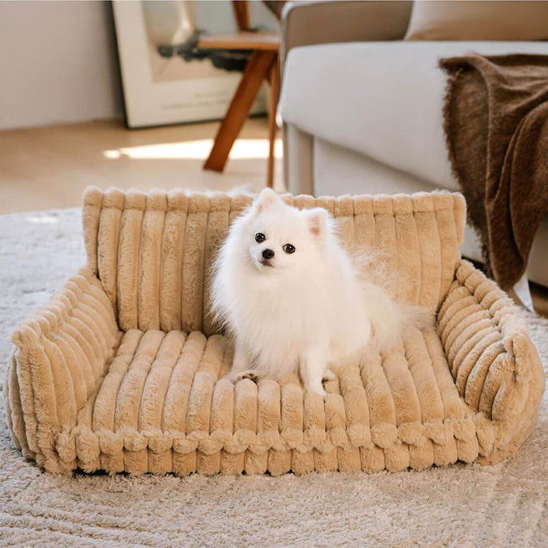 Petit spitz rayonnant assis sur un canapé chien, espace de repos idéal