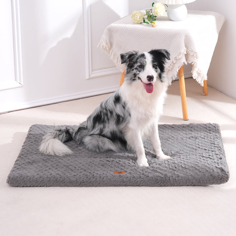 Berger australien assis dans le salon sur un tapis chien
